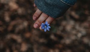 Preview wallpaper flower, hand, flowering