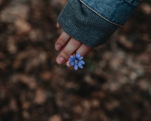 Preview wallpaper flower, hand, flowering