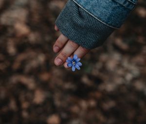 Preview wallpaper flower, hand, flowering