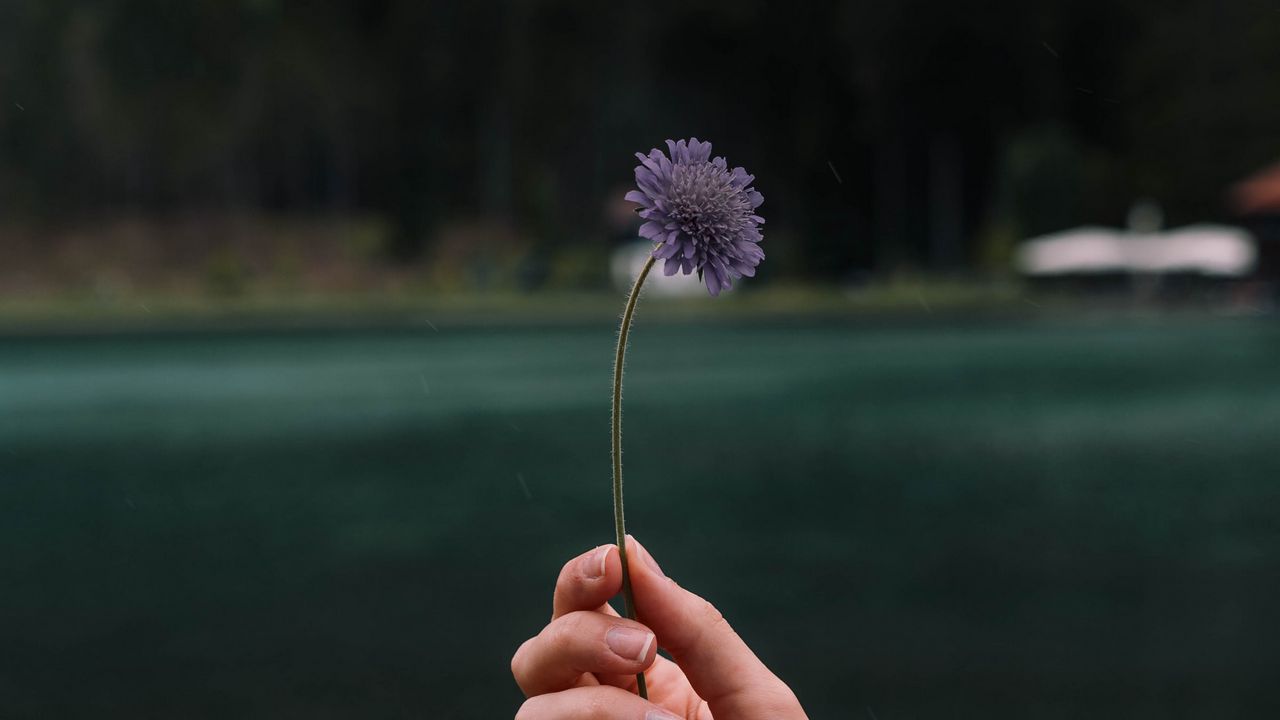 Wallpaper Flower, Hand, Petals, Focus Hd, Picture, Image