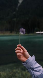 Preview wallpaper flower, hand, petals, focus