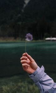 Preview wallpaper flower, hand, petals, focus