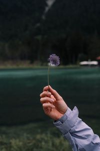 Preview wallpaper flower, hand, petals, focus