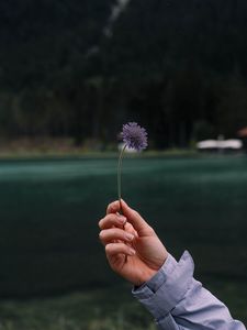Preview wallpaper flower, hand, petals, focus