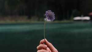 Preview wallpaper flower, hand, petals, focus