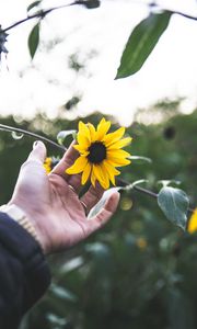 Preview wallpaper flower, hand, rings, petals, yellow