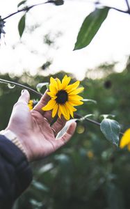 Preview wallpaper flower, hand, rings, petals, yellow