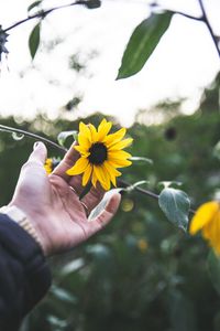 Preview wallpaper flower, hand, rings, petals, yellow