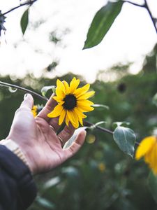 Preview wallpaper flower, hand, rings, petals, yellow