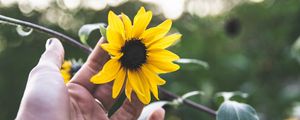 Preview wallpaper flower, hand, rings, petals, yellow