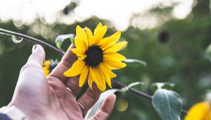 Preview wallpaper flower, hand, rings, petals, yellow