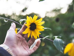 Preview wallpaper flower, hand, rings, petals, yellow