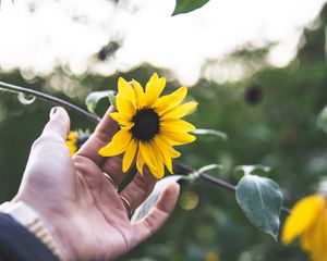 Preview wallpaper flower, hand, rings, petals, yellow