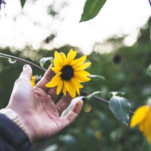 Preview wallpaper flower, hand, rings, petals, yellow