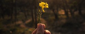 Preview wallpaper flower, hand, yellow, ray