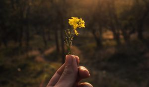 Preview wallpaper flower, hand, yellow, ray