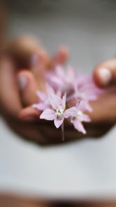 Preview wallpaper flower, hands, blurring