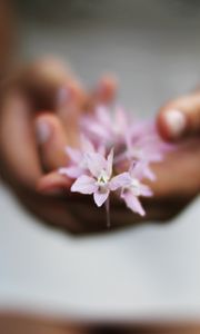 Preview wallpaper flower, hands, blurring