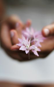 Preview wallpaper flower, hands, blurring