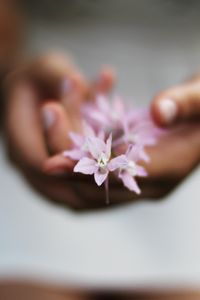 Preview wallpaper flower, hands, blurring