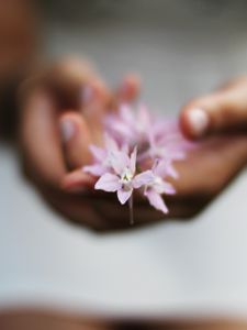 Preview wallpaper flower, hands, blurring