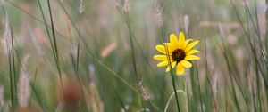 Preview wallpaper flower, herb, plants, macro