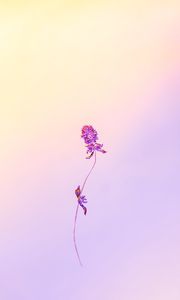 Preview wallpaper flower, herbarium, minimalism, plant