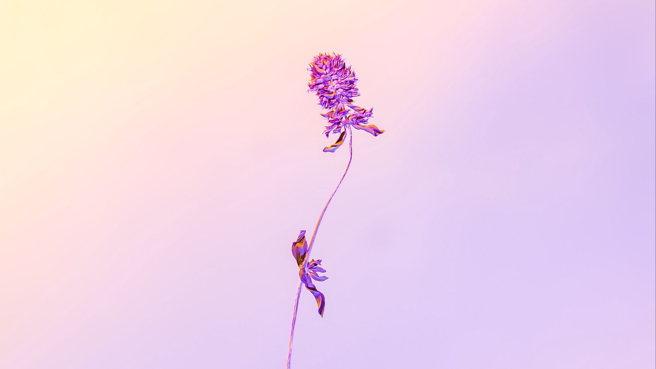 Download wallpaper 2560x1440 flower, herbarium, minimalism, plant