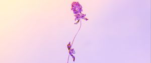 Preview wallpaper flower, herbarium, minimalism, plant