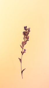 Preview wallpaper flower, herbarium, plant, macro, minimalism