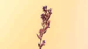 Preview wallpaper flower, herbarium, plant, macro, minimalism