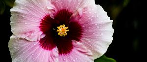 Preview wallpaper flower, hibiscus, petals, drops