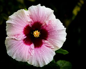 Preview wallpaper flower, hibiscus, petals, drops