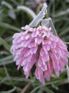 Preview wallpaper flower, hoarfrost, frost, bud, grass, leaves, captivity