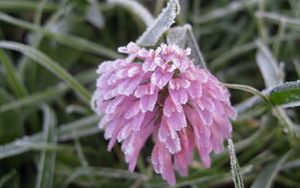 Preview wallpaper flower, hoarfrost, frost, bud, grass, leaves, captivity