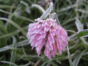 Preview wallpaper flower, hoarfrost, frost, bud, grass, leaves, captivity