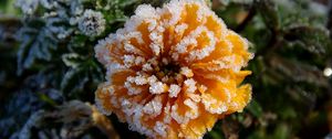 Preview wallpaper flower, hoarfrost, frosts, autumn, cold