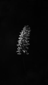 Preview wallpaper flower, inflorescence, darkness, black and white