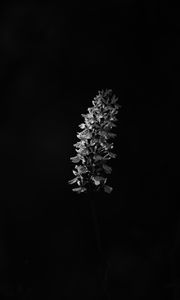 Preview wallpaper flower, inflorescence, darkness, black and white