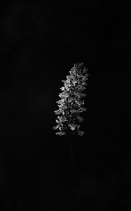 Preview wallpaper flower, inflorescence, darkness, black and white