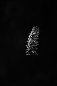 Preview wallpaper flower, inflorescence, darkness, black and white