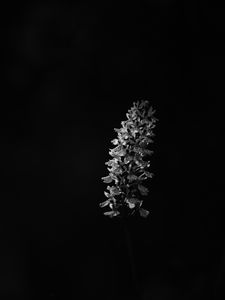 Preview wallpaper flower, inflorescence, darkness, black and white