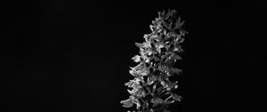 Preview wallpaper flower, inflorescence, darkness, black and white