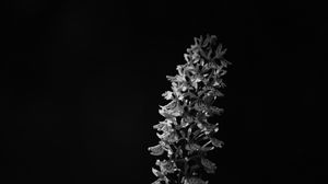 Preview wallpaper flower, inflorescence, darkness, black and white