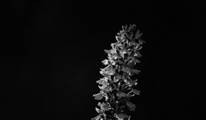 Preview wallpaper flower, inflorescence, darkness, black and white