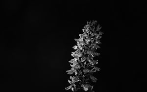 Preview wallpaper flower, inflorescence, darkness, black and white