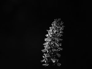 Preview wallpaper flower, inflorescence, darkness, black and white