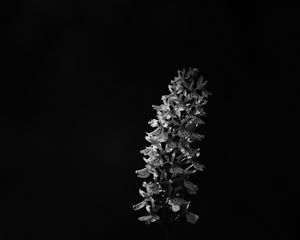 Preview wallpaper flower, inflorescence, darkness, black and white