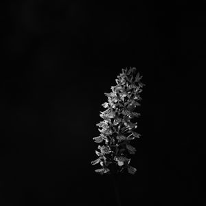 Preview wallpaper flower, inflorescence, darkness, black and white