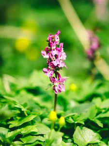 Preview wallpaper flower, inflorescence, leaves, plants, blur